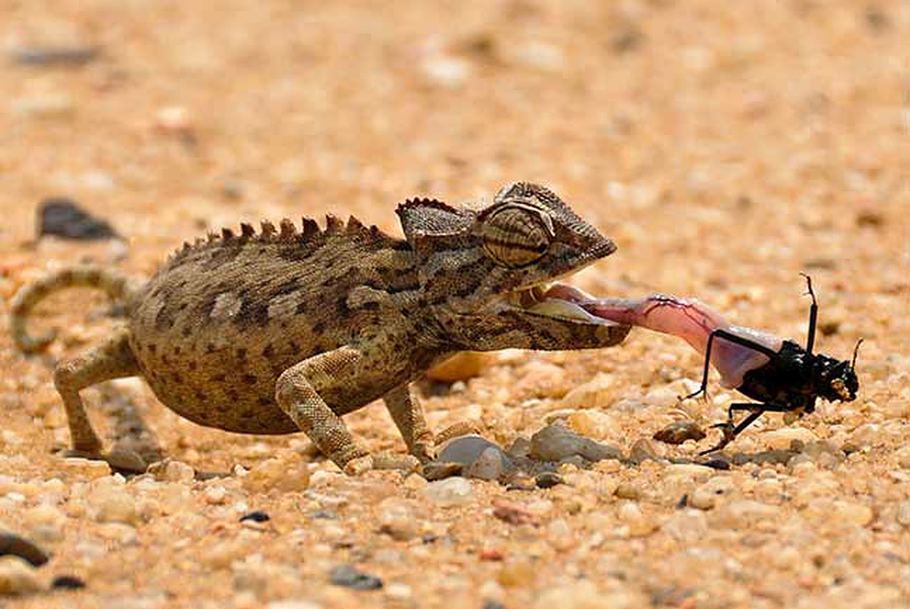 Small desert wildlife on the Little Five Tour