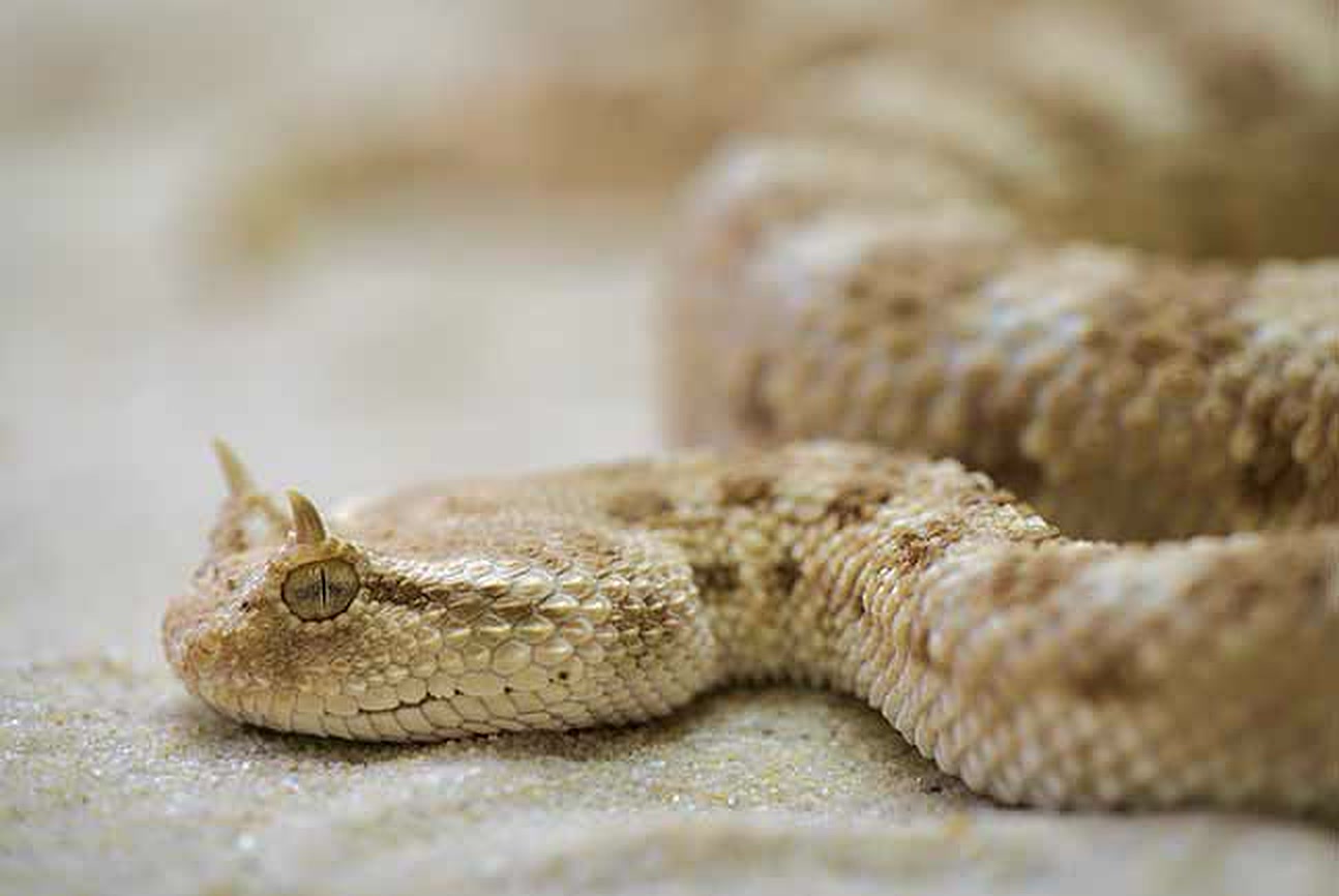 Snake at the Snake Park