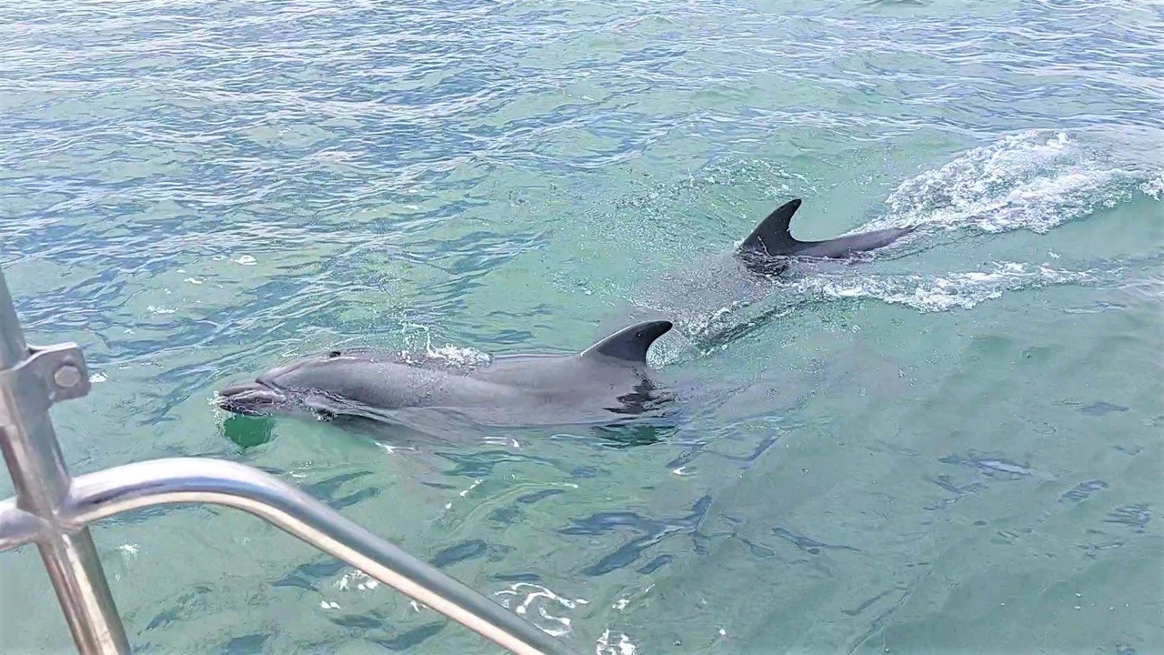 Dolphins emerging out of the water