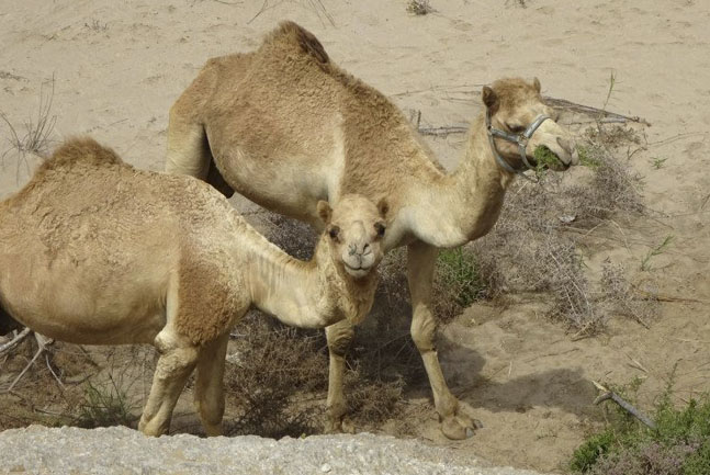 Camel ride in the dunes