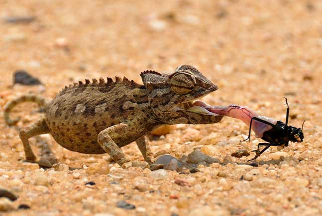Small desert wildlife on the Little Five Tour