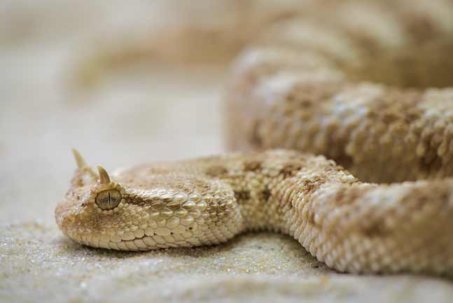 Snake at the Snake Park