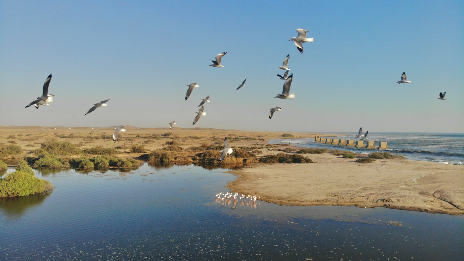 Birds flying over the Swakopmund Lagoon and Atlantic coast