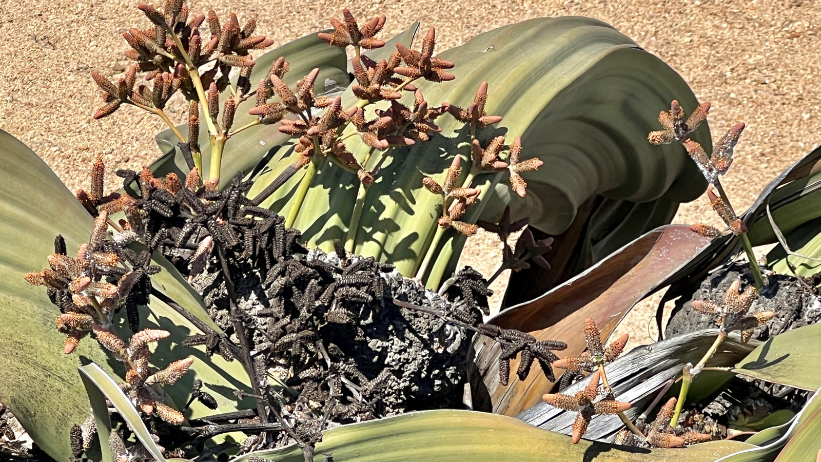 Welwitschia plant in the Namib Desert