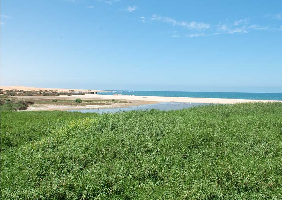 Lagoon reeds, beach and Atlantic Ocean near The Stiltz