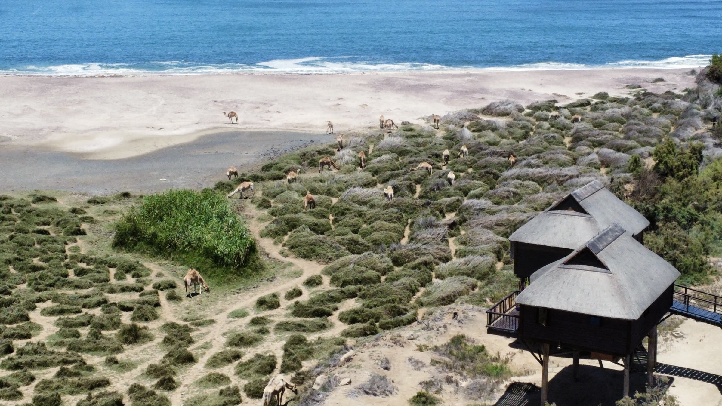 Aerial view of The Stiltz beside the Atlantic coastline and desert vegetation