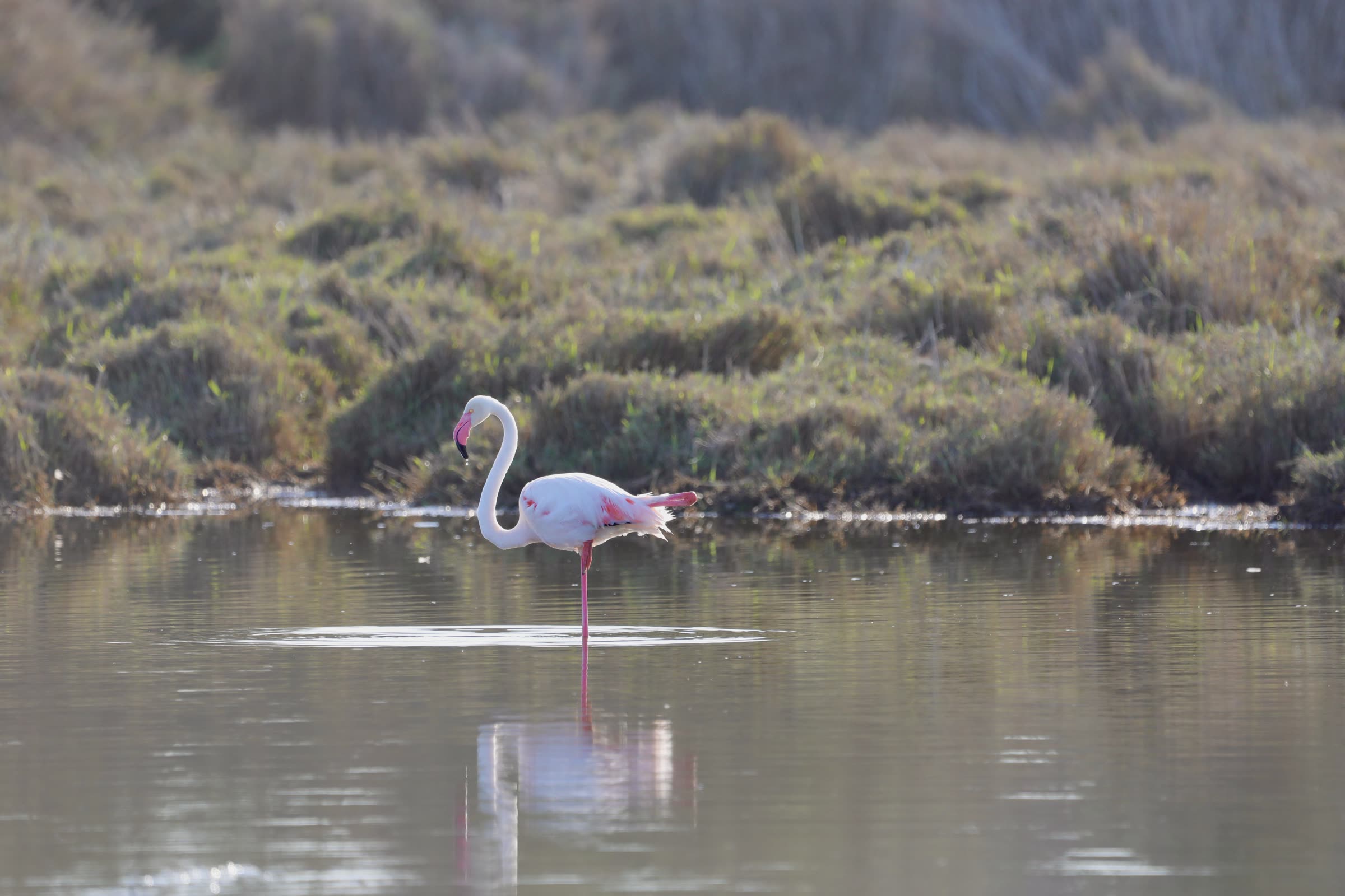 Close-up flamingo in the Swakopmund Lagoon