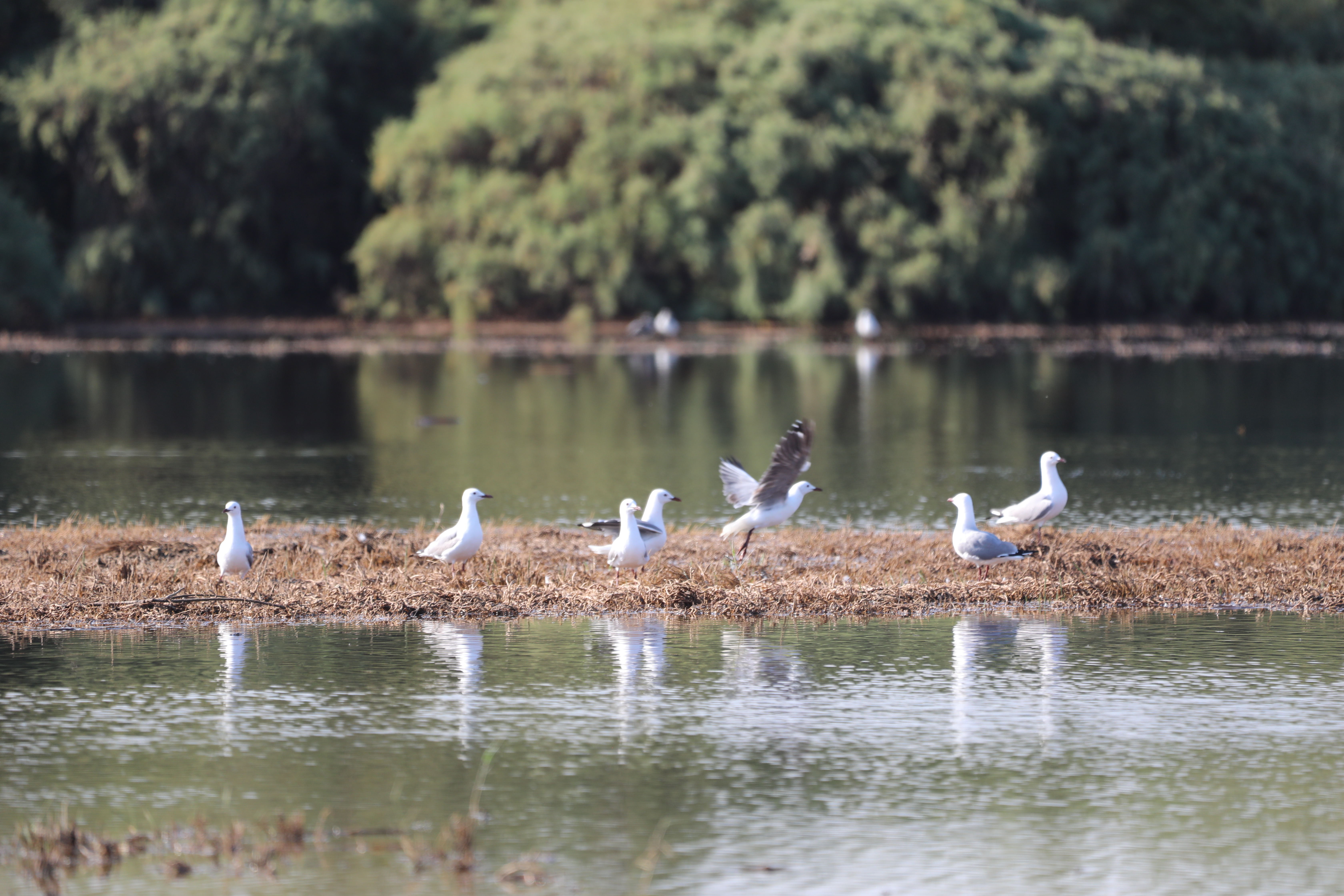 Birds gathered on a sandbar in the Swakopmund Lagoon