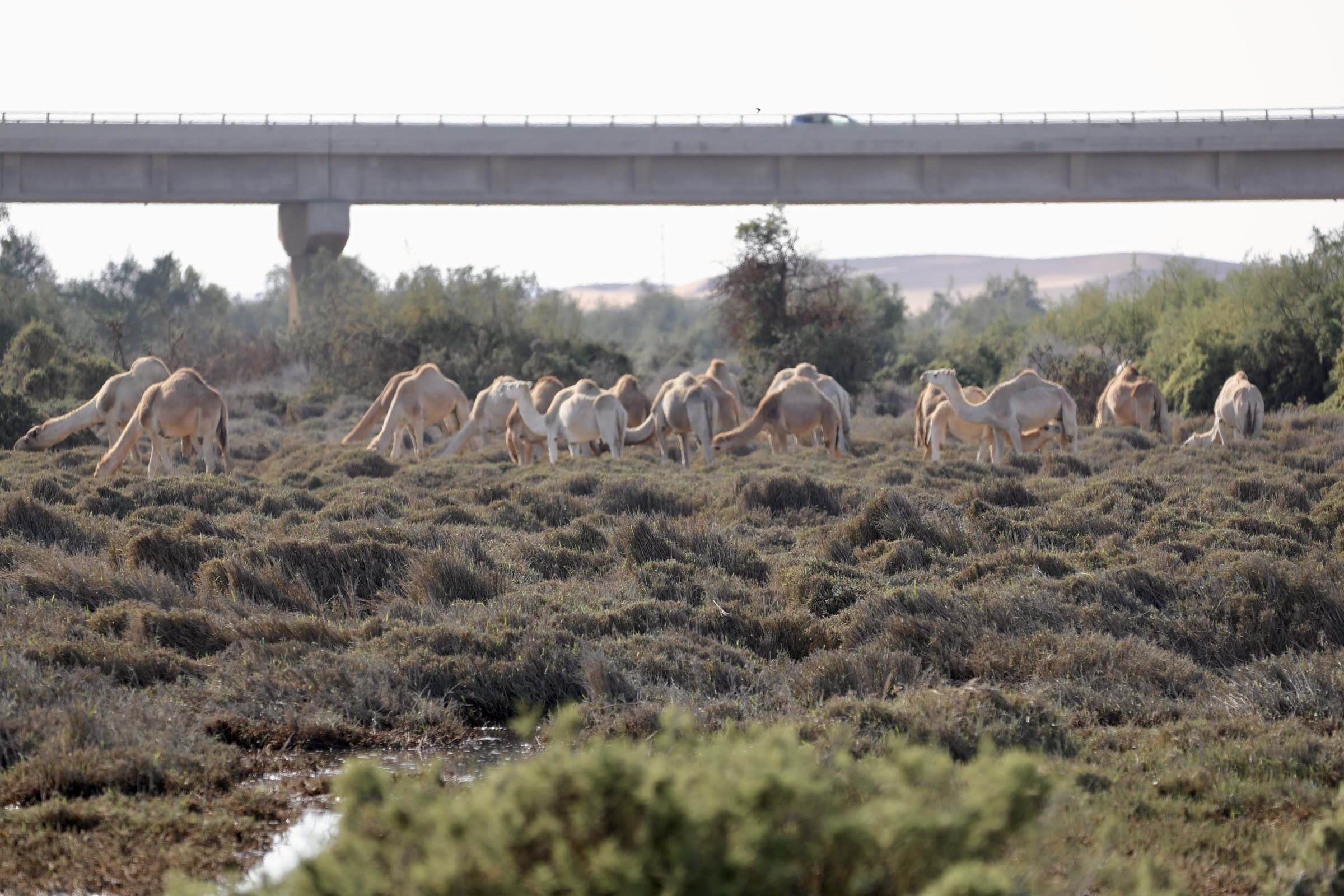 Camels near the lagoon, dunes and bridge in Swakopmund