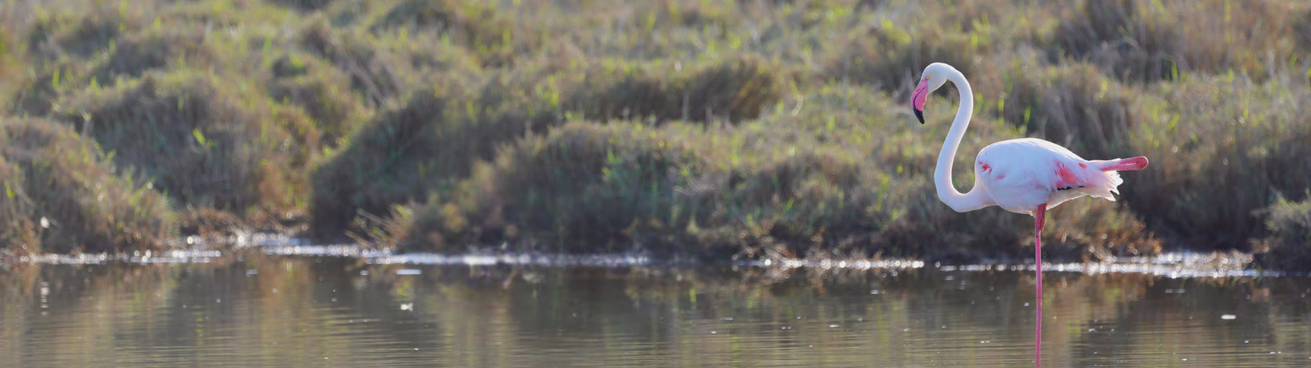 Flamingoes standing in the Swakopmund Lagoon near The Stiltz