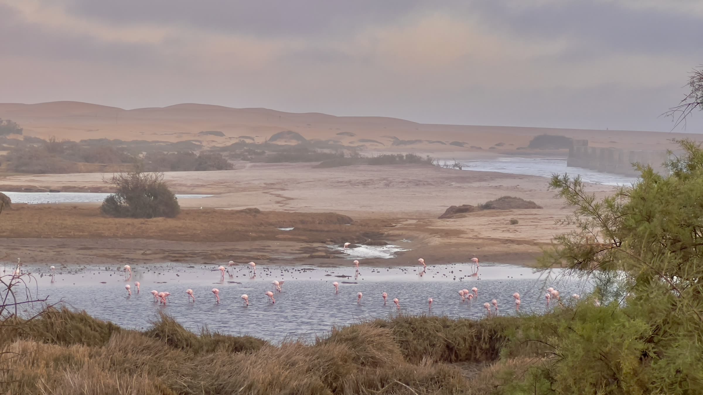 Flamingoes in the lagoon with dunes beyond The Stiltz