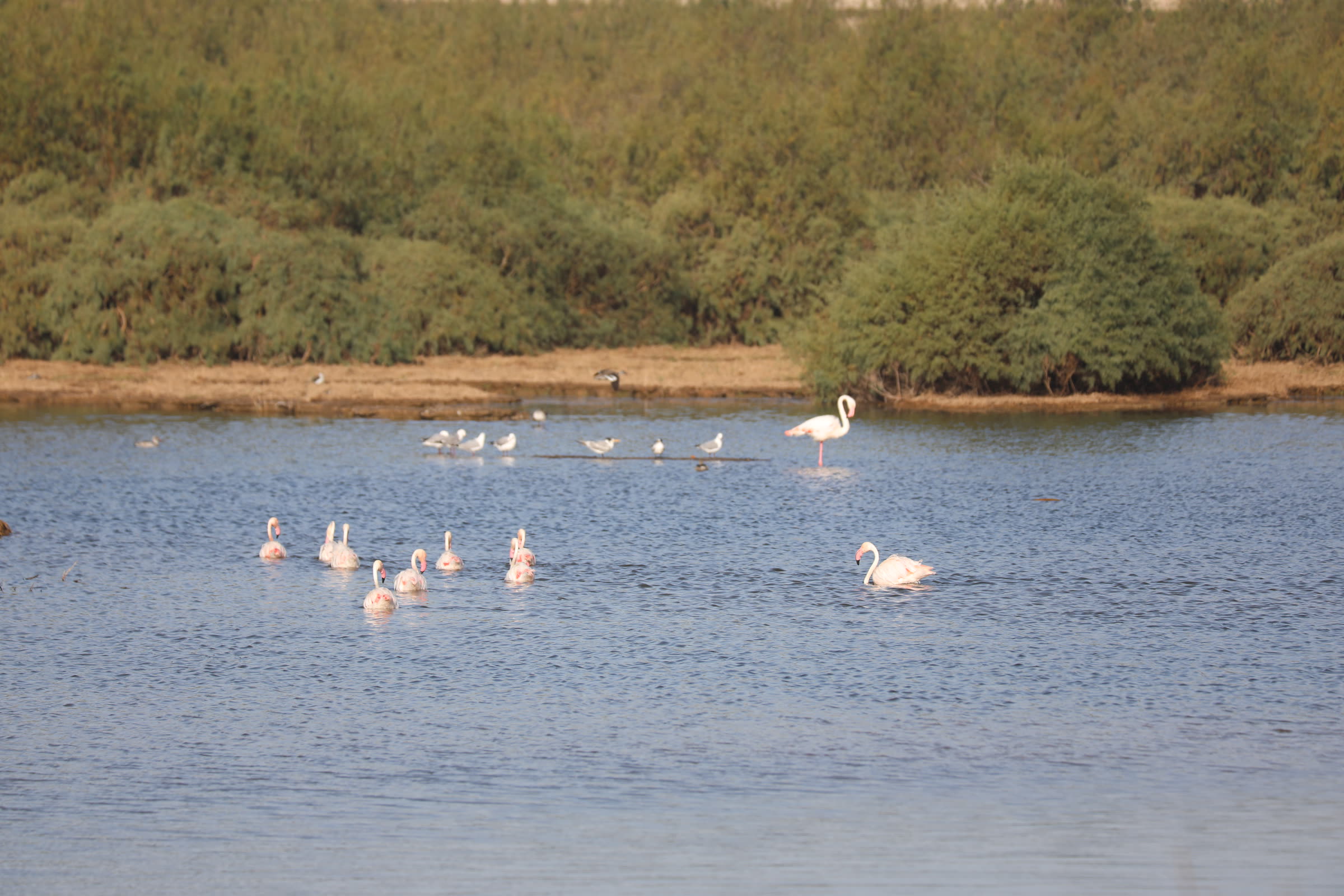 Flamingoes standing in lagoon water near The Stiltz
