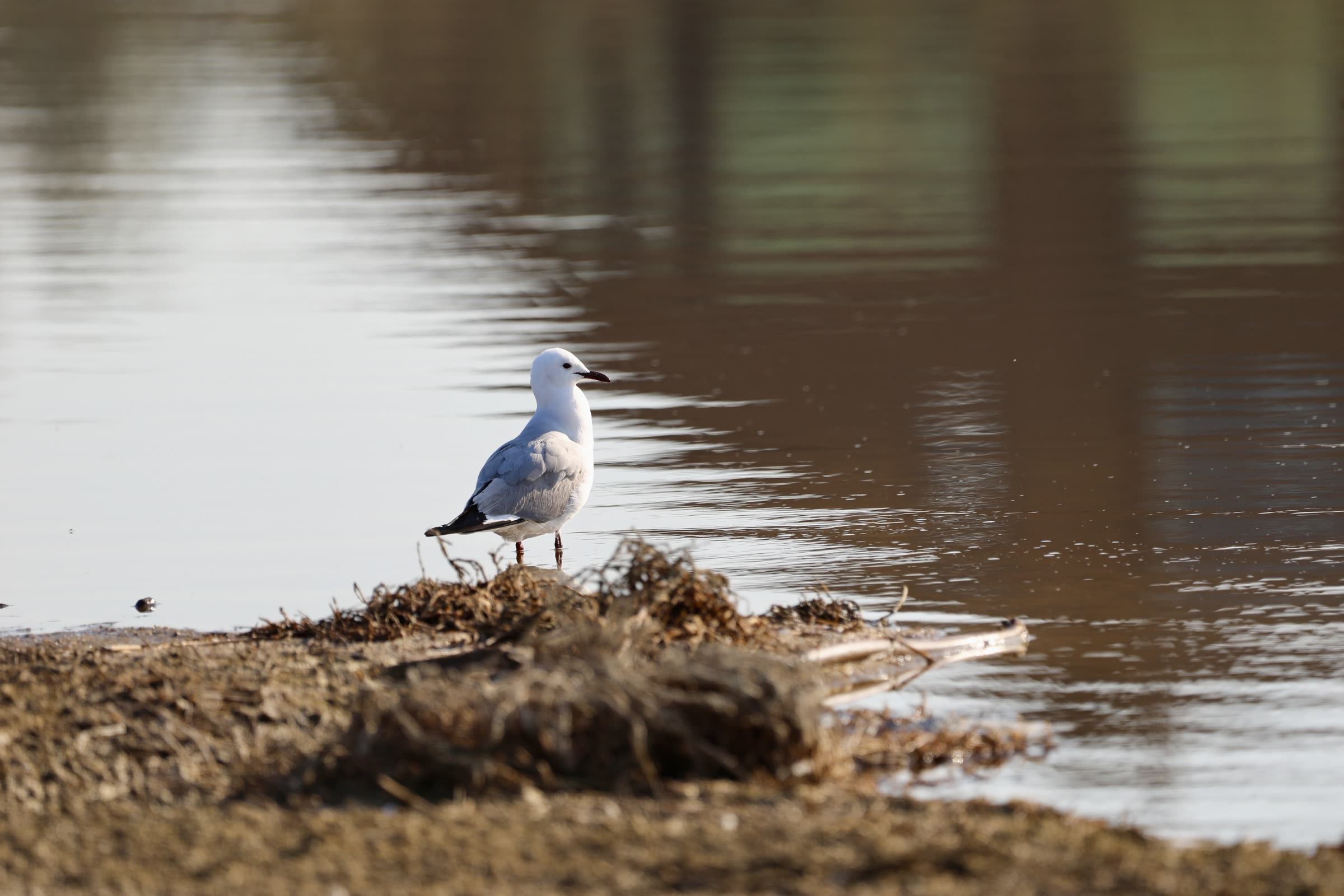 Shore bird close-up at the lagoon edge